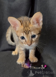 Photo №1. savannah cat - for sale in the city of ISManing | 361$ | Announcement № 169824