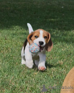 Photo №1. beagle - for sale in the city of Saarbrücken | 450$ | Announcement № 127387