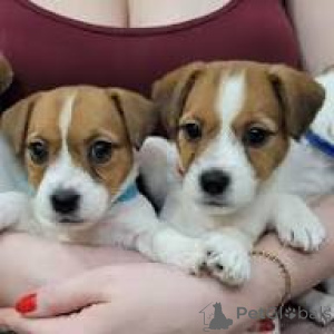 Photo №2 to announcement № 167637 for the sale of jack russell terrier - buy in Germany private announcement, breeder