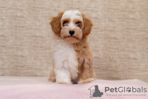 Photo №4. I will sell havanese dog in the city of Belgrade. breeder - price - negotiated