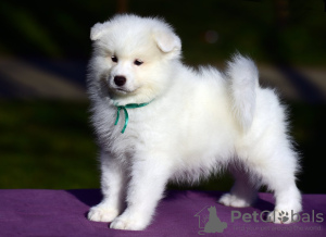 Photo №3. Samoyed puppies for sale. Russian Federation