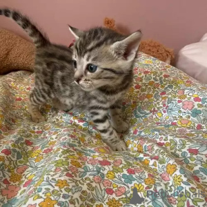 Photo №2 to announcement № 167250 for the sale of bengal cat - buy in Germany private announcement
