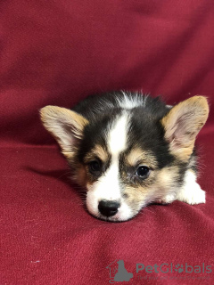 Photo №2 to announcement № 39352 for the sale of welsh corgi - buy in Belarus from nursery, breeder
