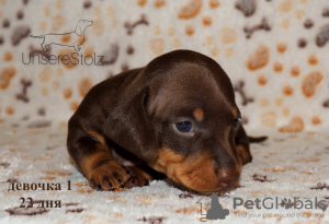 Photo №3. We offer club puppies smooth-haired dachshund with documents (UCI).. Russian Federation
