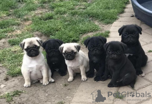 Photo №4. I will sell pug in the city of Фридрихсхафен. breeder - price - 423$