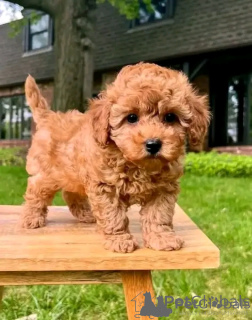 Photo №2 to announcement № 169454 for the sale of poodle (toy) - buy in Greece 