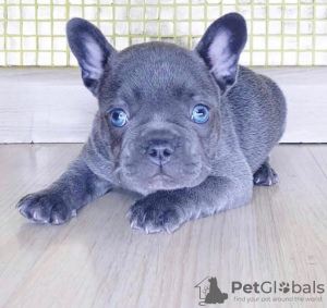 Photo №1. french bulldog - for sale in the city of Stockholm | negotiated | Announcement № 77486