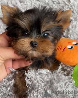 Photo №3. Yorkshire Terrier. Germany