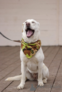 Photo №4. I will sell non-pedigree dogs in the city of Москва.  - price - Is free