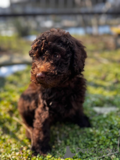 Photo №4. I will sell poodle (toy) in the city of Constanța. private announcement - price - 1694$