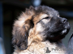 Photo №3. caucasian shepherd puppies. Russian Federation