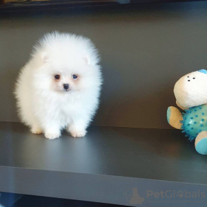 Photo №1. pomeranian - for sale in the city of Bremen | 380$ | Announcement № 122720