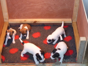 Photo №2 to announcement № 99493 for the sale of jack russell terrier - buy in Germany private announcement
