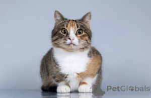 Photo №2 to announcement № 165120 for the sale of  - buy in Russian Federation private announcement