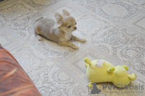 Photo №4. I will sell chihuahua in the city of Yaroslavl.  - price - negotiated