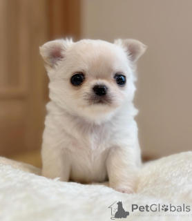 Photo №1. chihuahua - for sale in the city of Alabama | 259$ | Announcement № 147268