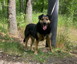 Photo №4. I will sell non-pedigree dogs in the city of Москва. private announcement - price - Is free