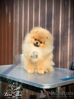 Photo №2 to announcement № 93895 for the sale of pomeranian - buy in Germany breeder