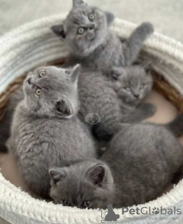 Photo №3. Male and Female British Shorthair Kittens ready now. Cyprus