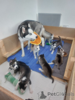 Photo №4. I will sell siberian husky in the city of Berlin.  - price - 612$