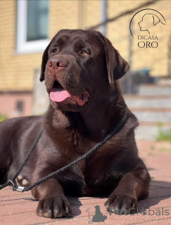 Photo №2 to announcement № 137775 for the sale of labrador retriever - buy in Russian Federation breeder