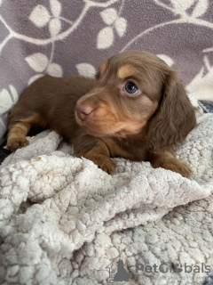 Photo №3. KC REG Mini teckels à poils longs. Germany