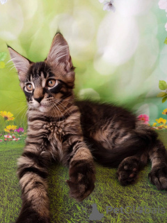 Photo №1. maine coon - for sale in the city of Ryazan | negotiated | Announcement № 18365