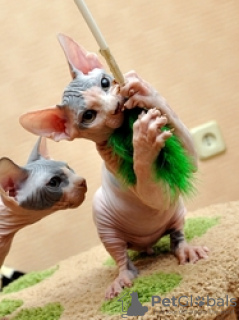 Photo №3. SPHYNX KITTENS VOOR HERHUIZING. Norway
