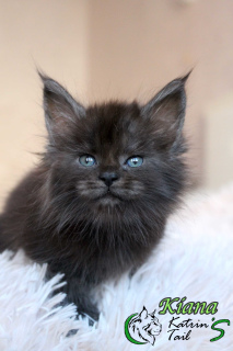 Photo №2 to announcement № 6483 for the sale of maine coon - buy in Russian Federation from nursery, breeder