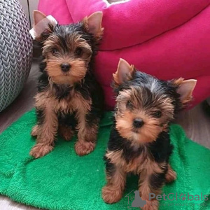 Photo №1. yorkshire terrier - for sale in the city of Yekaterinburg | 592$ | Announcement № 11076