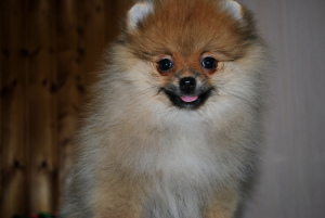 Photo №1. pomeranian - for sale in the city of Москва | 1000$ | Announcement № 1780