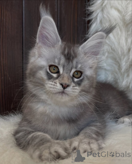 Photo №3. Big heart, bigger paws Atlas carries love like a legend.. Iceland