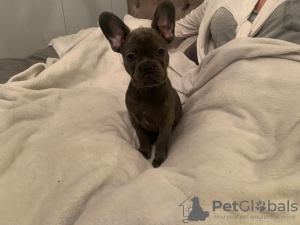 Photo №1. french bulldog - for sale in the city of Freshwater | 423$ | Announcement № 115327