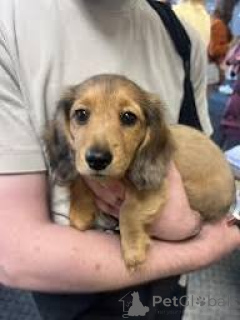 Photo №2 to announcement № 165796 for the sale of dachshund - buy in Italy private announcement, breeder