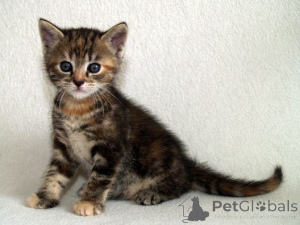 Photo №1. european shorthair - for sale in the city of Brandenburg | 361$ | Announcement № 169552