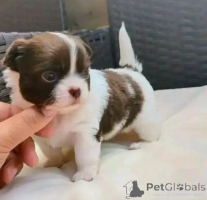 Photo №1. chihuahua - for sale in the city of Erfurt | negotiated | Announcement № 166165