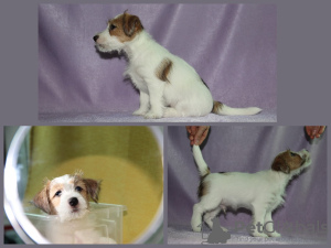 Photo №3. Jack Russell Terrier puppies for sale. Russian Federation