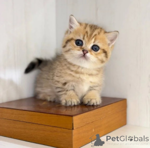Photo №1. munchkin - for sale in the city of Lindow | 361$ | Announcement № 177604