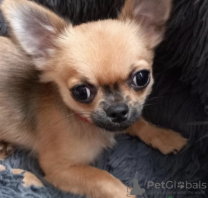 Photo №2 to announcement № 50254 for the sale of chihuahua - buy in Norway private announcement