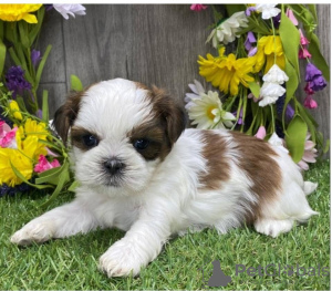 Photo №1. shih tzu - for sale in the city of Москва | Is free | Announcement № 34509
