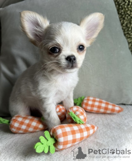 Photo №4. I will sell chihuahua in the city of New York. private announcement, from nursery - price - 700$