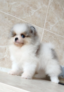 Photo №2 to announcement № 6473 for the sale of pomeranian - buy in Poland from nursery, breeder