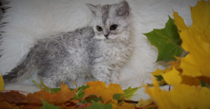 Photo №1. selkirk rex longhair - for sale in the city of St. Petersburg | 238$ | Announcement № 3530