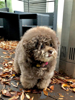 Photo №2 to announcement № 160247 for the sale of poodle (toy) - buy in Finland private announcement