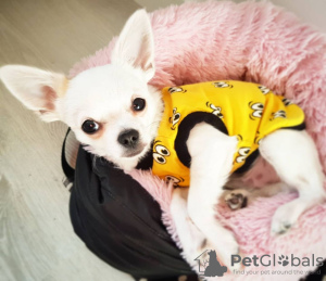 Photo №1. chihuahua - for sale in the city of Berlin | Is free | Announcement № 16204