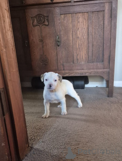 Photo №2 to announcement № 144559 for the sale of american bulldog - buy in Germany breeder