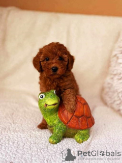 Photo №2 to announcement № 117988 for the sale of poodle (toy) - buy in Serbia 