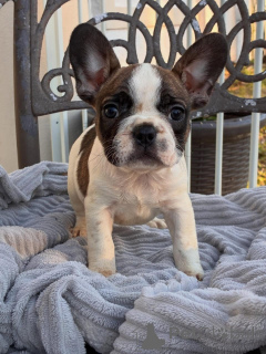 Photo №1. french bulldog - for sale in the city of Mönhengladbach | negotiated | Announcement № 174967