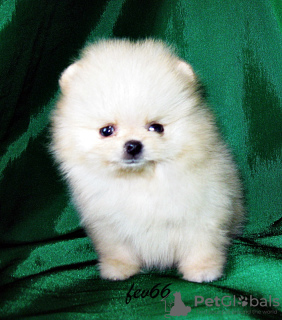 Photo №1. pomeranian - for sale in the city of Москва | 576$ | Announcement № 7828