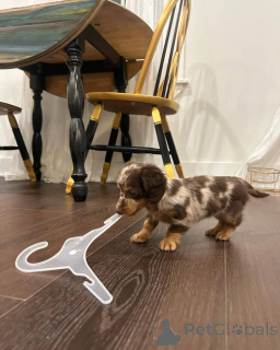 Photo №1.  - for sale in the city of Brandenburg | Is free | Announcement № 150843